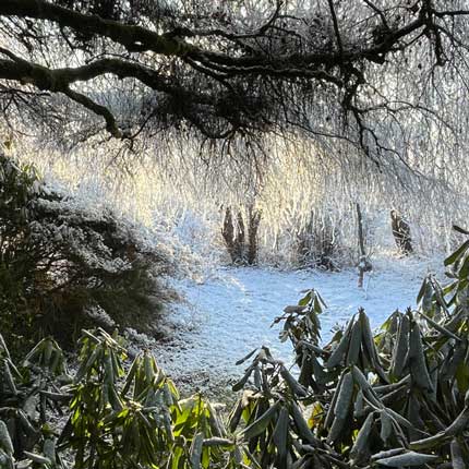 frostiger Garten