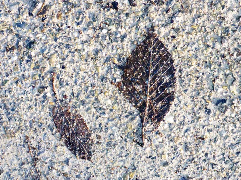 Blatt auf Boden