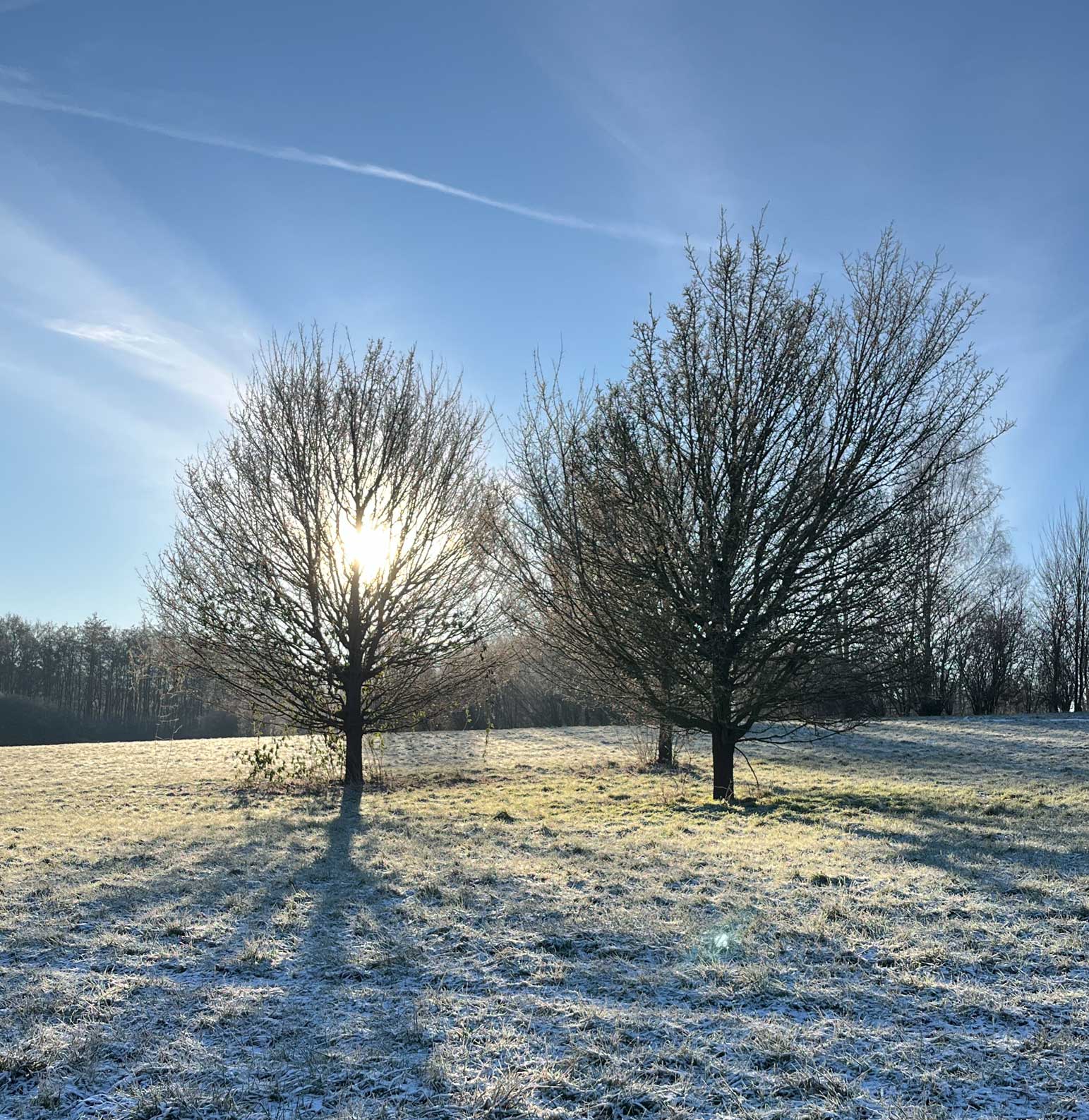 2 B�ume in frostiger Landschaft